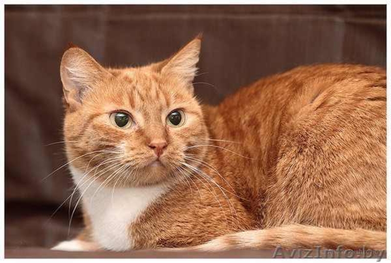 Сандра - рыжая кошка в добрые руки, в дар.  - Изображение #2, Объявление #521118