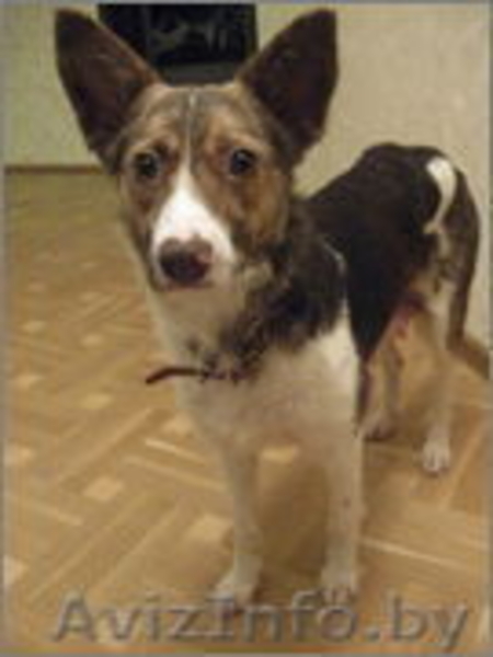 Дизайнерская эксклюзивная собака ищет дом и любящих хозяев!!! - Изображение #1, Объявление #528136