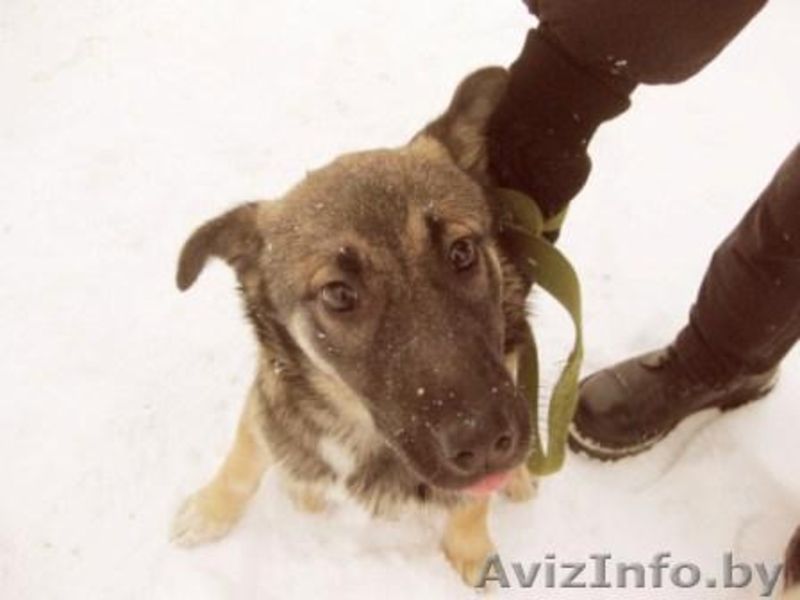 щенок 5 месяцев - Изображение #2, Объявление #532830