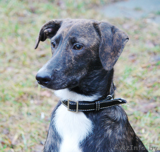 Тиграша  - шебутной  подросток - Изображение #1, Объявление #546156