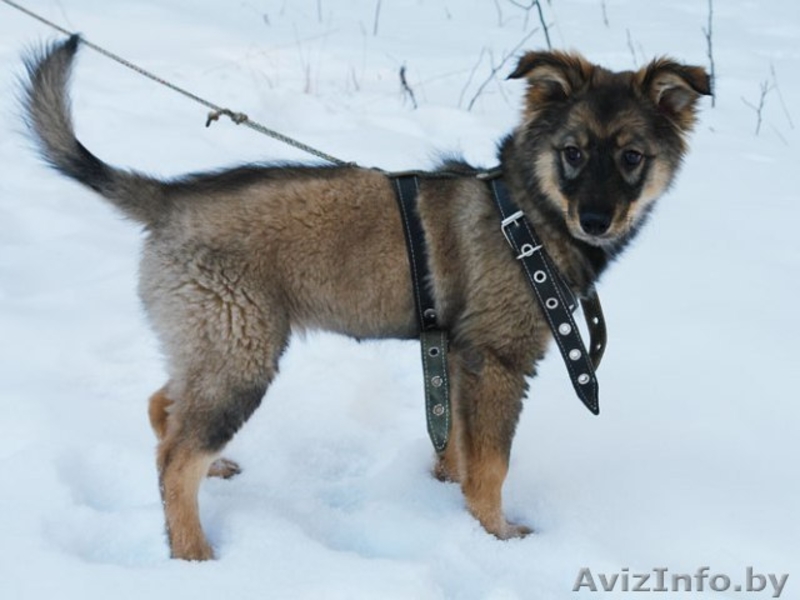 Очаровашка Жули в дар! Щеночек, 3 месяца. - Изображение #2, Объявление #542278