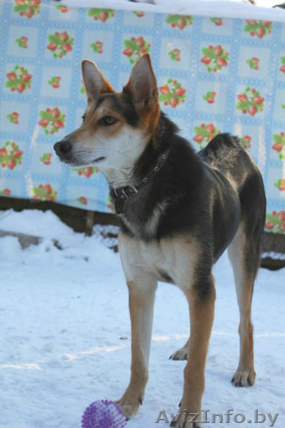 Ласковая и нежная малышка Ева ищет себе дом! - Изображение #6, Объявление #476742