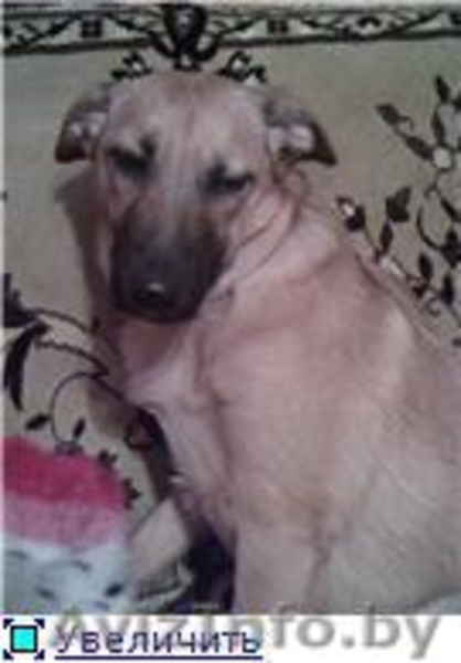 Найден щенок, ищет новый дом и тепло! - Изображение #2, Объявление #526392