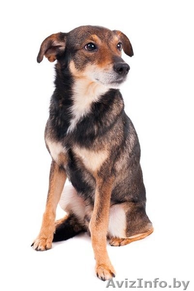 Небольшой песик в дар! - Изображение #3, Объявление #558343