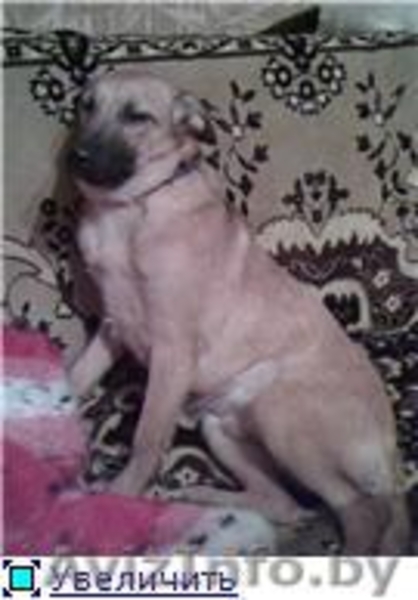 Найден щенок,ищет любящего хозяина! - Изображение #1, Объявление #525118