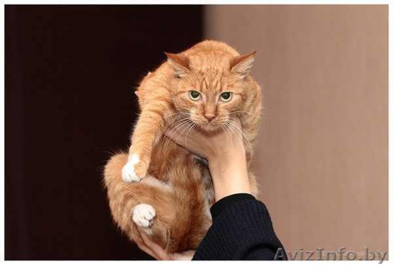 Сандра - рыжая кошка в добрые руки, в дар.  - Изображение #3, Объявление #521118