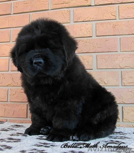 щенки ньюфаундленда в питомнике "Бэлла Мосс" - Изображение #1, Объявление #522591