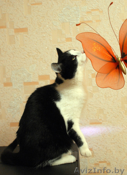 Марфуша - кошка с янтарно-медовыми глазами, в добрые руки в дар. - Изображение #5, Объявление #527211