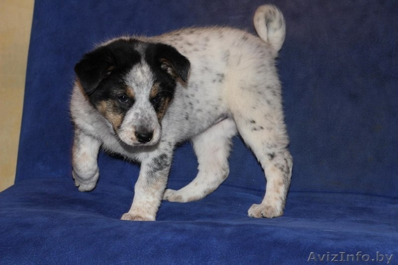 3 щенка под машиной - Изображение #3, Объявление #527255