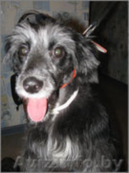 Самая позитивная собака, девочка, в дар!  - Изображение #3, Объявление #528134