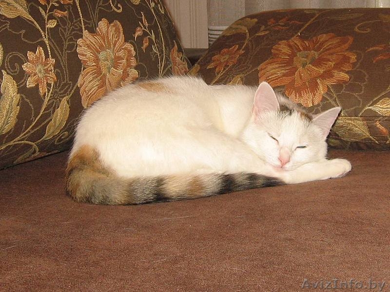 Белый котенок (10 мес.) с полосатым хвостом - кошка Василиса в дар - Изображение #2, Объявление #526679