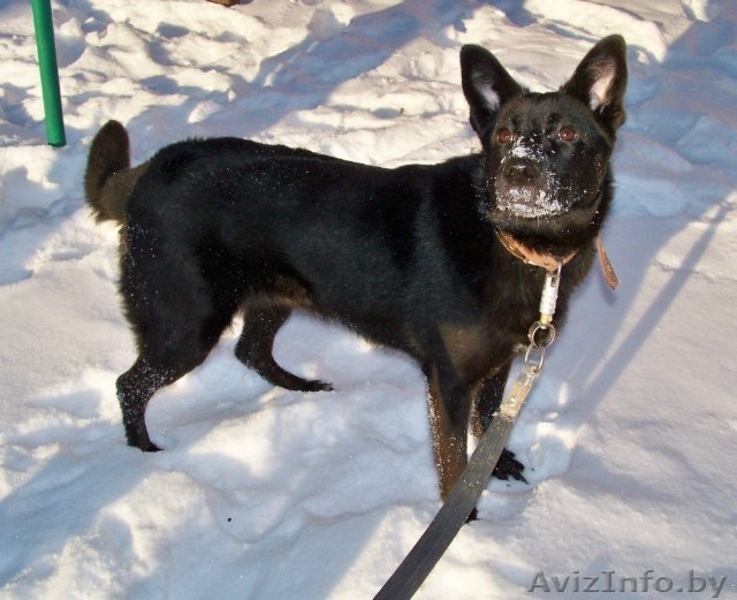 Ирма ищет заботливых хозяев - Изображение #1, Объявление #523930