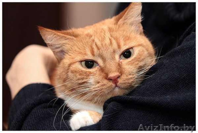 Сандра - рыжая кошка в добрые руки, в дар.  - Изображение #4, Объявление #521118