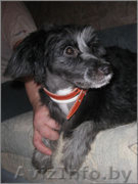 Самая позитивная собака, девочка, в дар!  - Изображение #4, Объявление #528134