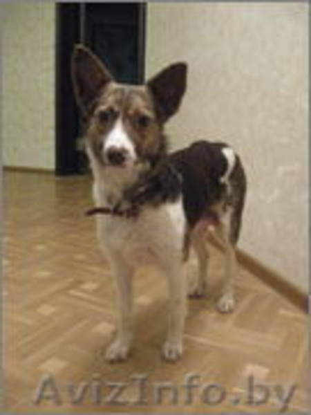 Дизайнерская эксклюзивная собака ищет дом и любящих хозяев!!! - Изображение #4, Объявление #528136