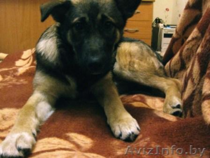 щенок 5 месяцев - Изображение #3, Объявление #532830