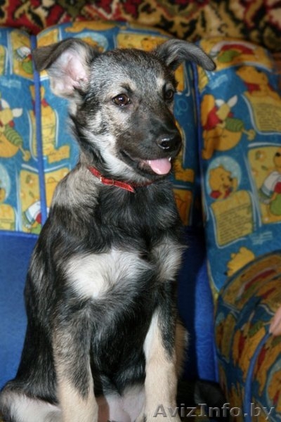 Ласковая девочка-щенок – в дар!!! - Изображение #1, Объявление #528362