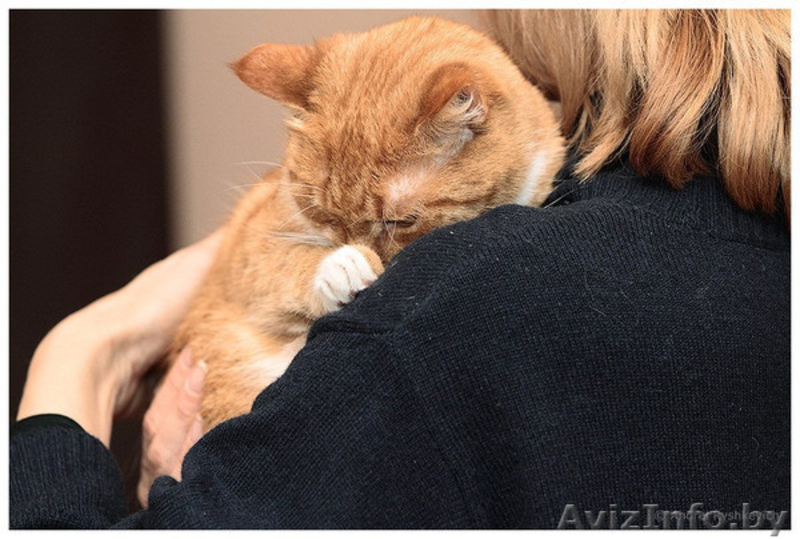 Сандра - рыжая кошка в добрые руки, в дар.  - Изображение #5, Объявление #521118