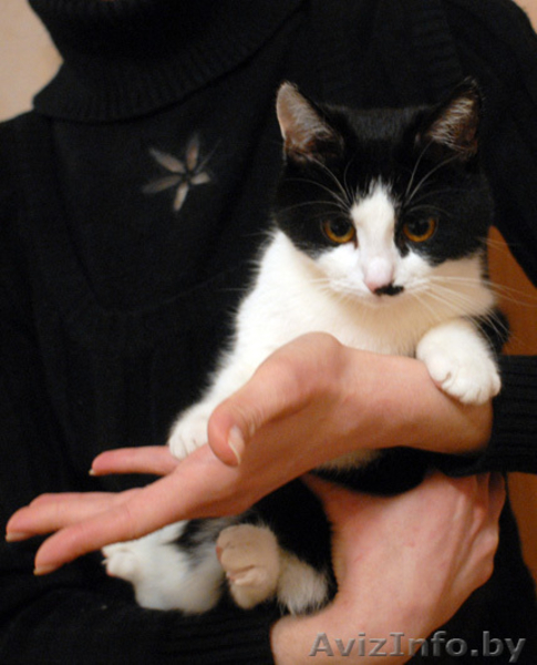 Марфуша - кошка с янтарно-медовыми глазами, в добрые руки в дар. - Изображение #4, Объявление #527211