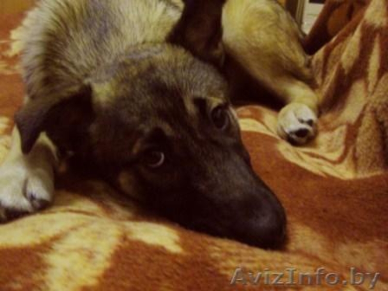 щенок 5 месяцев - Изображение #4, Объявление #532830