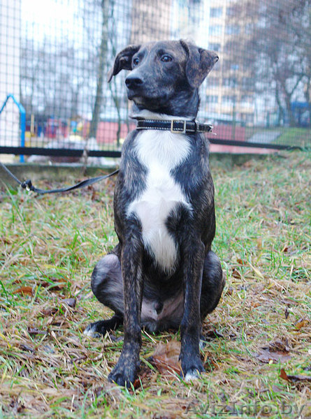 Тиграша  - шебутной  подросток - Изображение #4, Объявление #546156