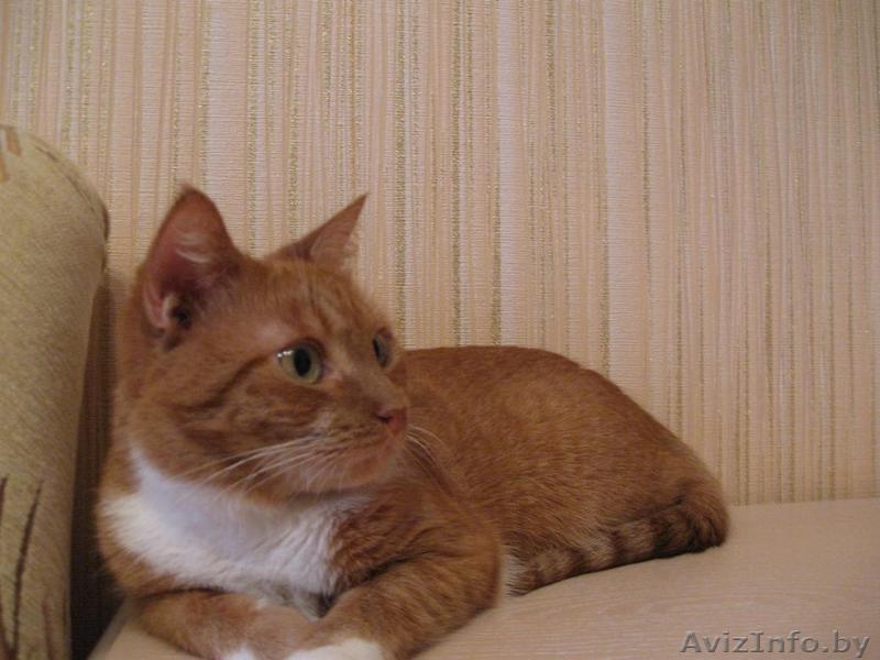 Сандра - рыжая кошка в добрые руки, в дар.  - Изображение #6, Объявление #521118