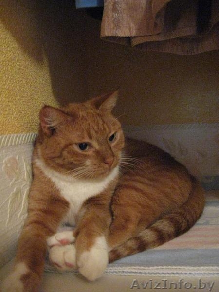 Сандра - рыжая кошка в добрые руки, в дар.  - Изображение #7, Объявление #521118