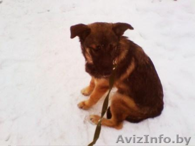щенок 5 месяцев - Изображение #5, Объявление #532830
