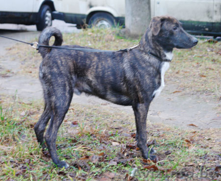 Тиграша  - шебутной  подросток - Изображение #5, Объявление #546156