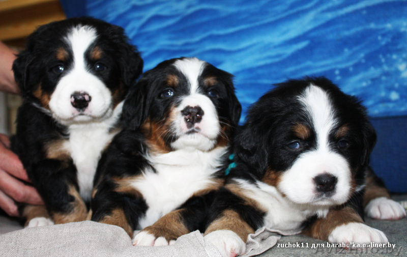 Швейцарская горная овчарка - Изображение #4, Объявление #285617