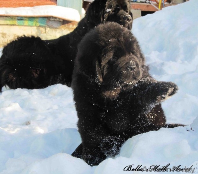 щенки ньюфаундленда в питомнике "Бэлла Мосс" - Изображение #2, Объявление #522591
