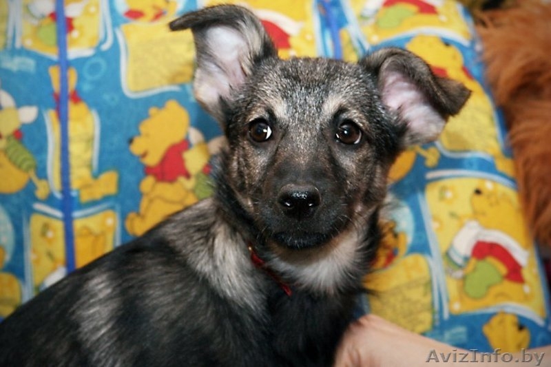 Ласковая девочка-щенок – в дар!!! - Изображение #2, Объявление #528362