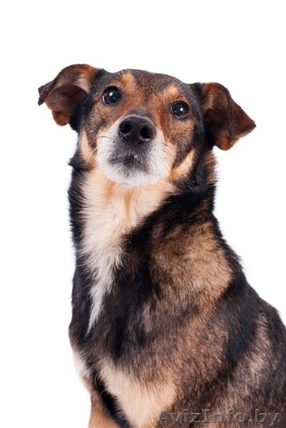 Небольшой песик в дар! - Изображение #1, Объявление #558343