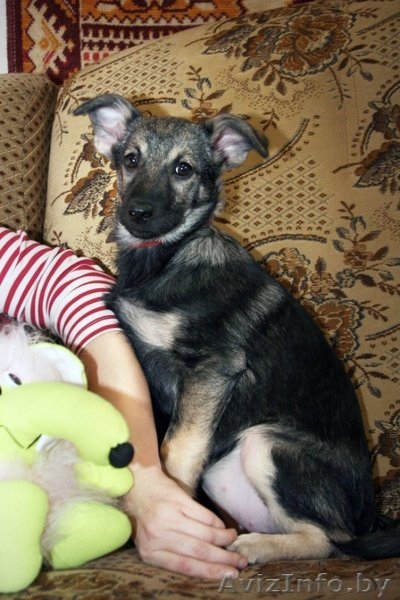 Ласковая девочка-щенок – в дар!!! - Изображение #3, Объявление #528362