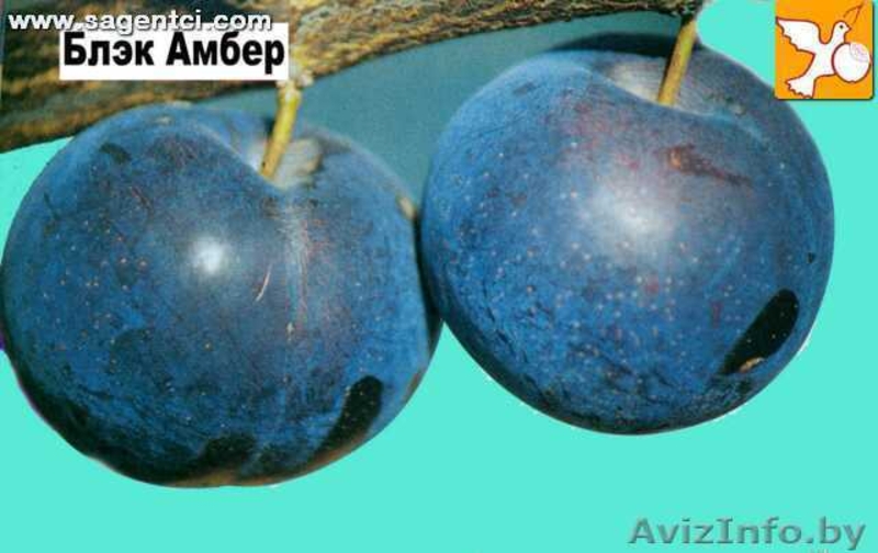 ПРОДАЖА САЖЕНЦЕВ ПЛОДОВО ЯГОДНЫХ КУЛЬТУР - Изображение #3, Объявление #502827