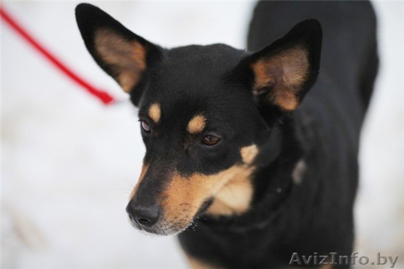 Бони-удивительная собака! - Изображение #3, Объявление #525276