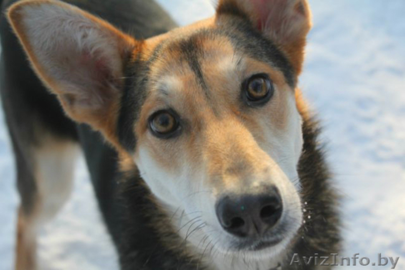 Ласковая и нежная малышка Ева ищет себе дом! - Изображение #5, Объявление #476742