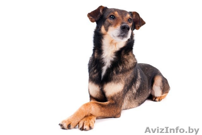 Небольшой песик в дар! - Изображение #2, Объявление #558343