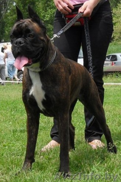 Щенки немецкого боксера питомник от чемпионов - Изображение #1, Объявление #557054