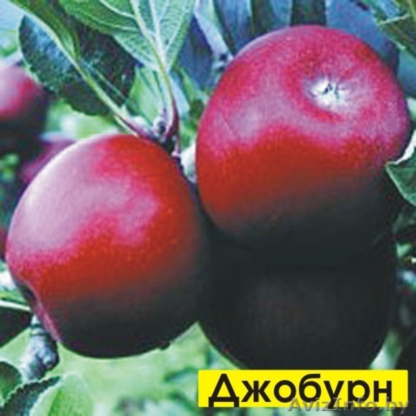 ПРОДАЖА САЖЕНЦЕВ ПЛОДОВО ЯГОДНЫХ КУЛЬТУР - Изображение #8, Объявление #502827