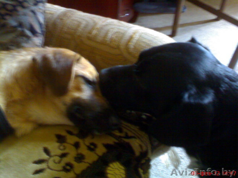 Чудный щенок в добрые руки! - Изображение #4, Объявление #534670