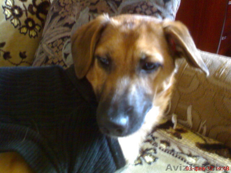 Щенок в добрые и надёжные руки! - Изображение #3, Объявление #542336