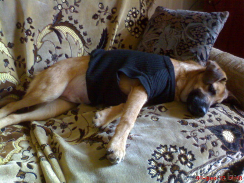 Щенку нужен дом и тепло! - Изображение #2, Объявление #542345