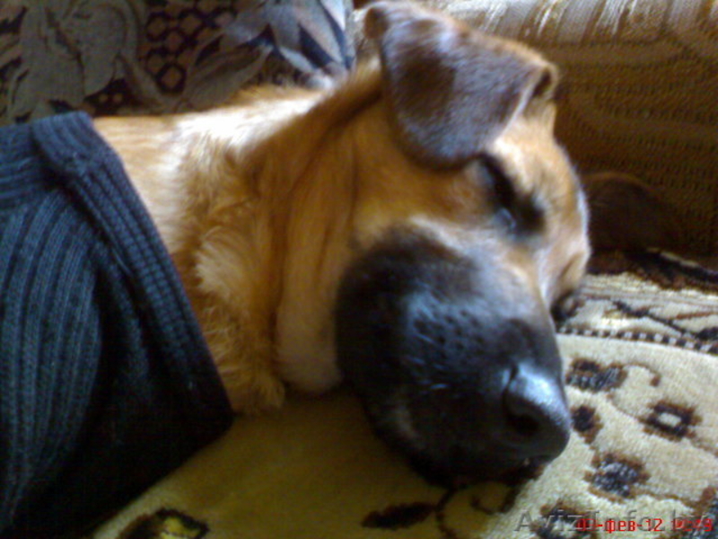 Щенок в добрые и надёжные руки! - Изображение #2, Объявление #542336