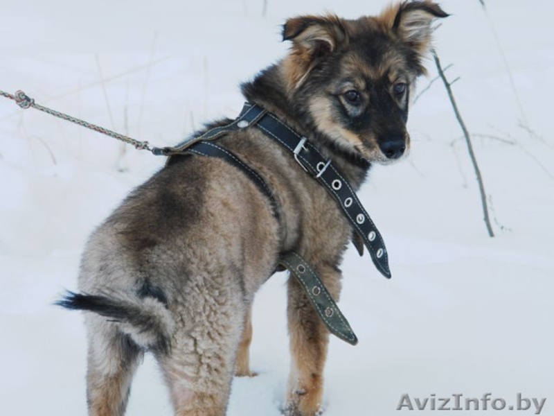 Очаровашка Жули в дар! Щеночек, 3 месяца. - Изображение #3, Объявление #542278