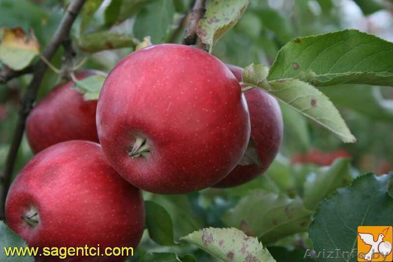 ПРОДАЖА САЖЕНЦЕВ ПЛОДОВО ЯГОДНЫХ КУЛЬТУР - Изображение #9, Объявление #502827