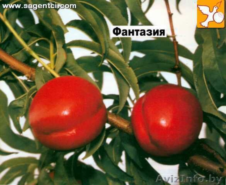 ПРОДАЖА САЖЕНЦЕВ ПЛОДОВО ЯГОДНЫХ КУЛЬТУР - Изображение #5, Объявление #502827