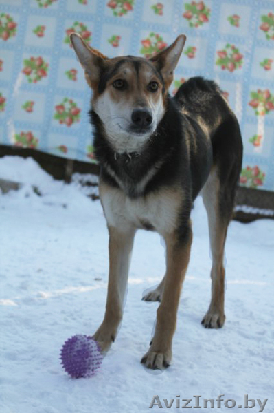 Ласковая и нежная малышка Ева ищет себе дом! - Изображение #7, Объявление #476742