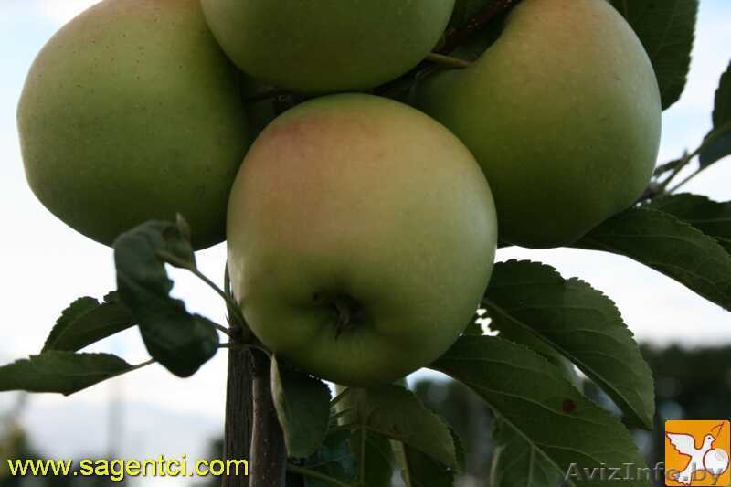 ПРОДАЖА САЖЕНЦЕВ ПЛОДОВО ЯГОДНЫХ КУЛЬТУР - Изображение #6, Объявление #502827