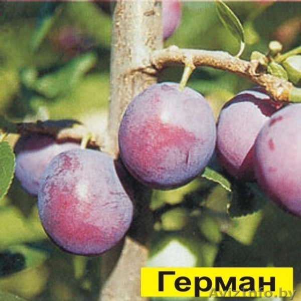 ПРОДАЖА САЖЕНЦЕВ ПЛОДОВО ЯГОДНЫХ КУЛЬТУР - Изображение #7, Объявление #502827